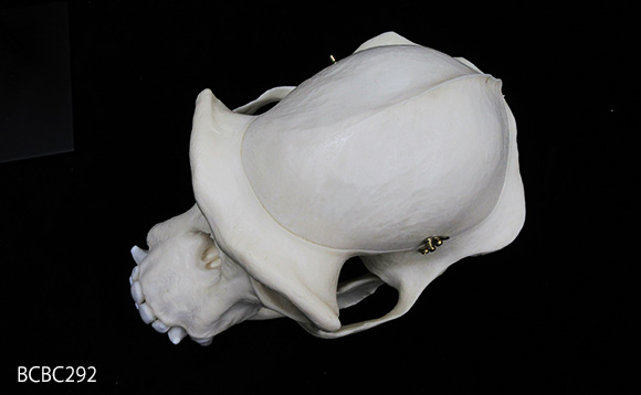 チンパンジーの頭蓋骨模型 BCBC298、頭蓋冠
