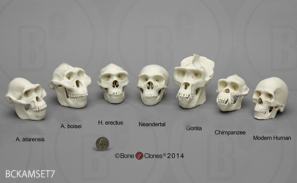 霊長類の頭蓋骨を比較するための頭蓋骨模型セットの写真