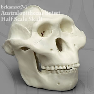 アウストラロピテクスボイセイ頭蓋骨BCKAMSET7 縮尺2分の1霊長類の比較頭蓋骨模型7個セット