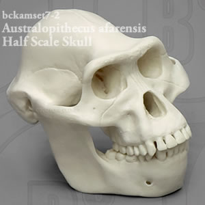アウストラロピテクスアファレンシス頭蓋骨　BCKAMSET7 縮尺2分の1霊長類の比較頭蓋骨模型7個セット