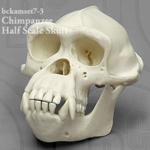 チンパンジー頭蓋骨　BCKAMSET7 縮尺2分の1霊長類の比較頭蓋骨模型7個セット