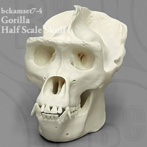 ゴリラ頭蓋骨　BCKAMSET7 縮尺2分の1霊長類の比較頭蓋骨模型7個セット