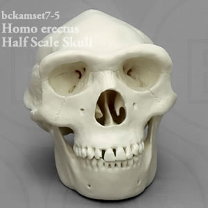 BCKAMSET7 縮尺2分の1霊長類の比較頭蓋骨模型7個セット