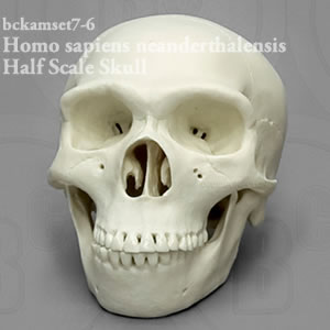 BCKAMSET7 縮尺2分の1霊長類の比較頭蓋骨模型7個セット