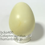 ハシボソキツツキのたまごレプリカ。鳥の卵模型36個セットBCKO400-15