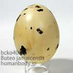アカオノスリのたまごレプリカ。鳥の卵模型36個セットBCKO400-18