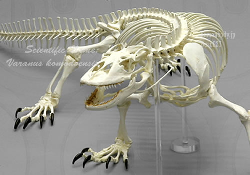 爬虫綱有鱗目オオトカゲ科オオトカゲ属、コモドドラゴンの骨格。