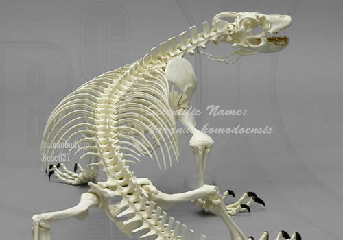 爬虫綱有鱗目オオトカゲ科オオトカゲ属、コモドドラゴンの骨格。後方からの写真。