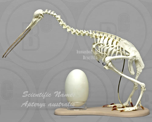 BCSC165A 霊長類・サル　インドリの全身骨格模型