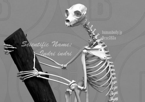 BCSC0282A 霊長類・サル　インドリの全身骨格模型