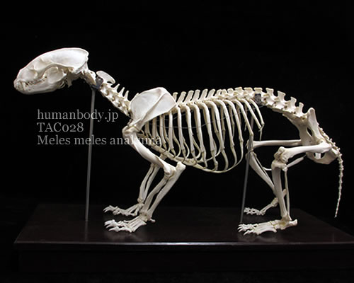 ニホンアナグマの骨格標本。