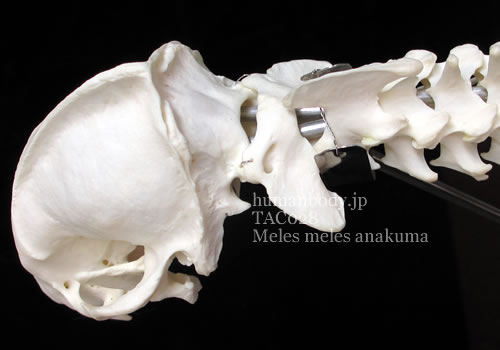 ニホンアナグマの頭蓋骨と頸椎