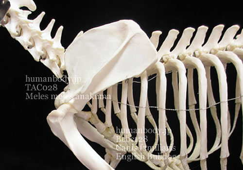 ニホンアナグマの骨格、肩甲骨