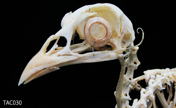 キジの頭蓋骨と頸椎