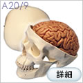 A20/9頭蓋骨模型、脳付、8分解