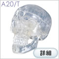 A20/T　頭蓋透明模型
