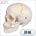 A21頭蓋骨模型、番号表示付、3分解