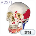 A22/1頭蓋骨模型、下顎開放・筋色表示、3分解