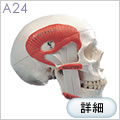 A24　頭蓋骨模型、咀嚼筋付、2分解