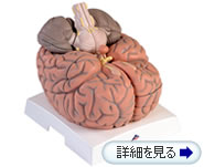 VH409 脳模型、2.5倍大、14分解ジャイアントモデル