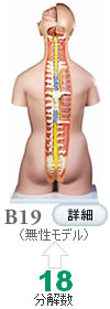人体解剖模型B19　標準型トルソー、18分解、無性、背側開放型