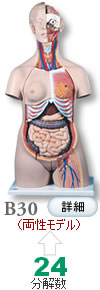 人体解剖模型B30　トルソー、24分解、両性