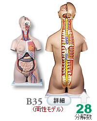 人体解剖模型B35 トルソー、28分解、両性、背側開放