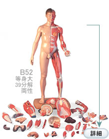 筋肉解剖模型B52、等身大両性型39分解アジア仕様
