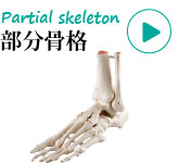 人体模型・部分骨格模型