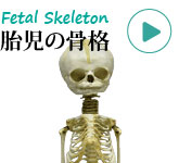 胎児骨格模型