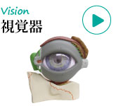 人体模型・視覚器、眼球模型