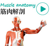人体筋肉解剖模型