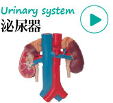 人体模型・泌尿器系、腎臓模型