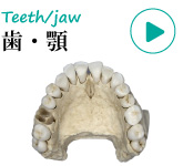 人体模型・歯の模型