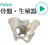 人体模型・骨盤、骨盤部内臓器