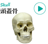 人体模型・頭蓋骨模型