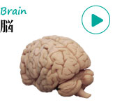 人体模型・脳模型