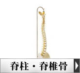 人体模型・脊柱、脊椎骨