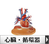 人体模型・心臓模型、循環器