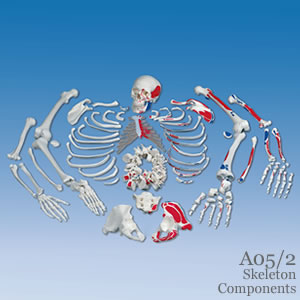 部分骨格模型・骨格分離模型、筋表示型（全身）