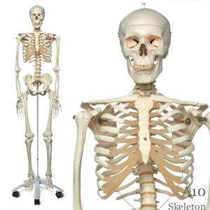 人体模型・”スタン”標準型骨格模型、直立型スタンド仕様