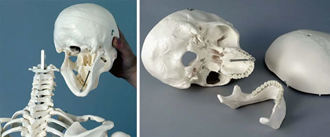 全身骨格模型の頭蓋骨を取り外し、3分解で観察する様子