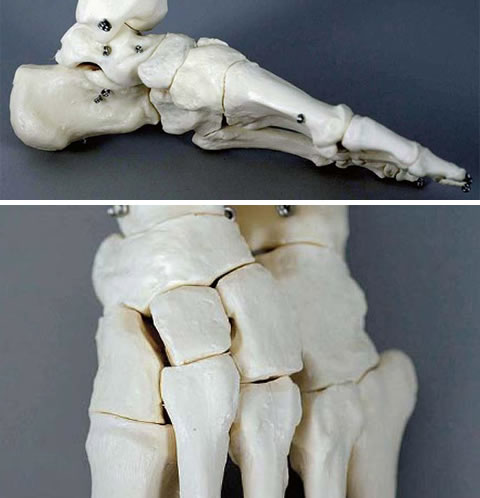 個々の骨を作ってから連結した詳細な足の骨