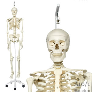 スタン標準型骨格モデル、吊り下げ型スタンド仕様 A10/1｜人体全身骨格模型