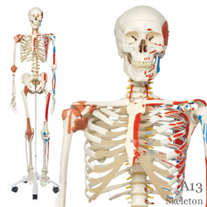 脊柱可動、骨名称表付 A13 骨格モデル ～スーパースケルトン～ 直立型 ...