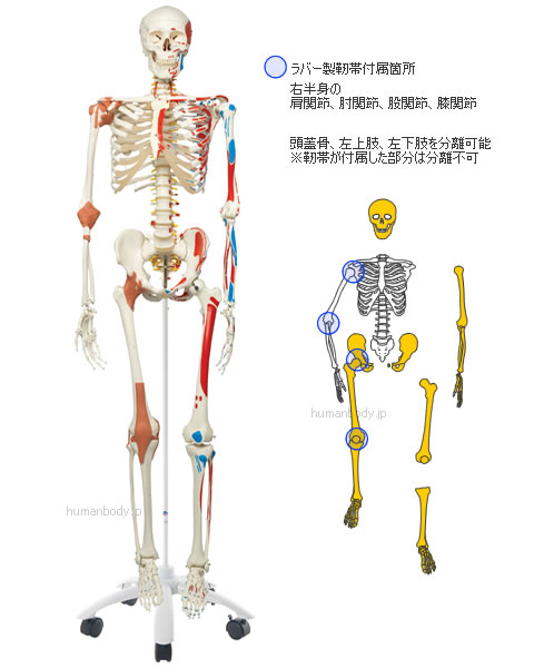 脊柱可動、骨名称表付 A13 骨格モデル ～スーパースケルトン～ 直立型スタンド仕様