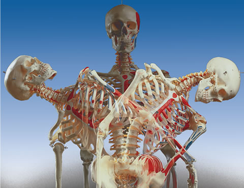 全身骨格模型A13の脊柱可動の様子を正面から見る。