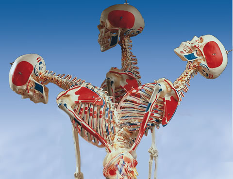 全身骨格模型A13の脊柱可動の様子を側面から見る