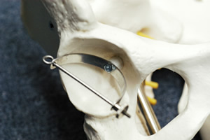 人体骨格模型の股関節