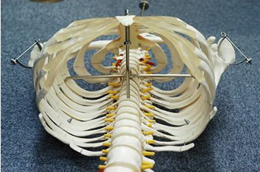 人体骨格模型の胸郭内部